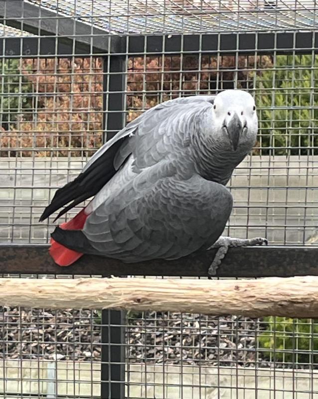 2019 AFRICAN GREY COCK