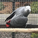 2019 AFRICAN GREY COCK