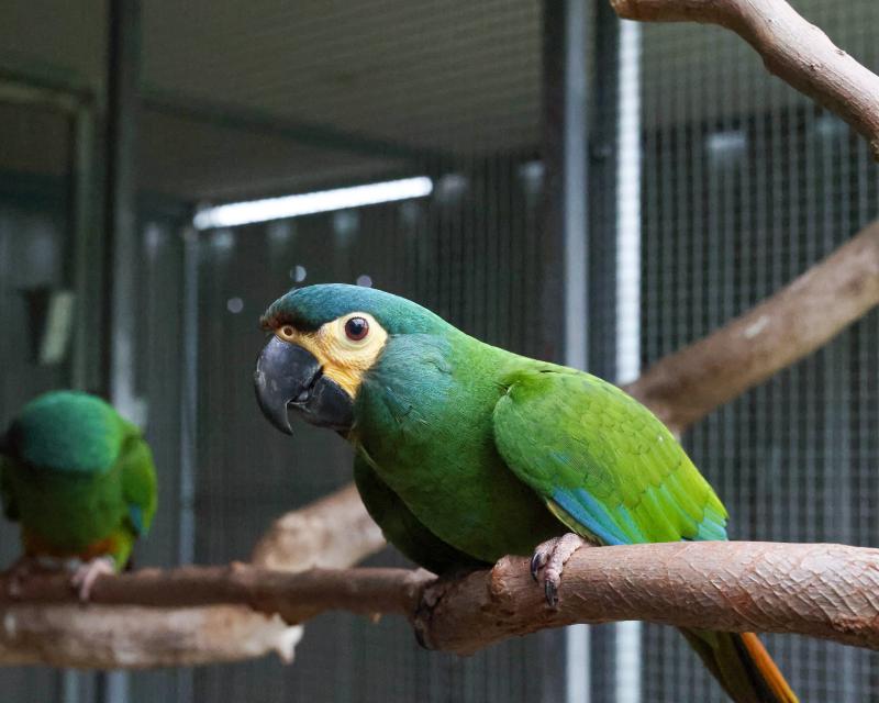 Illigers Macaw