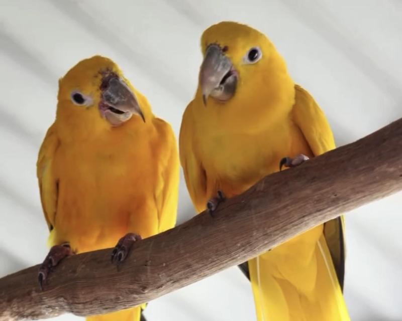 Queen of Bavaria Breeding Pair