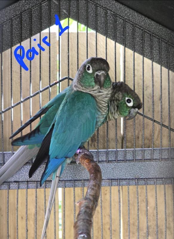 PROVEN BREEDING PAIRS - GREEN CHEEK CONURES