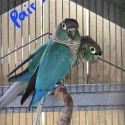 PROVEN BREEDING PAIRS - GREEN CHEEK CONURES