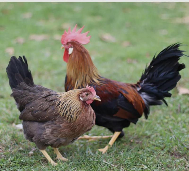 Brown Leghorn