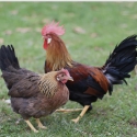 Brown Leghorn