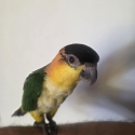 Handraised black capped dna tested female caique