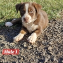Purebred Border Collie puppies
