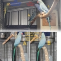 Violet Emerald Blue Indian Ringnecks