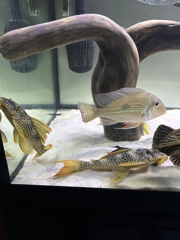 Large Sunshine Plecos