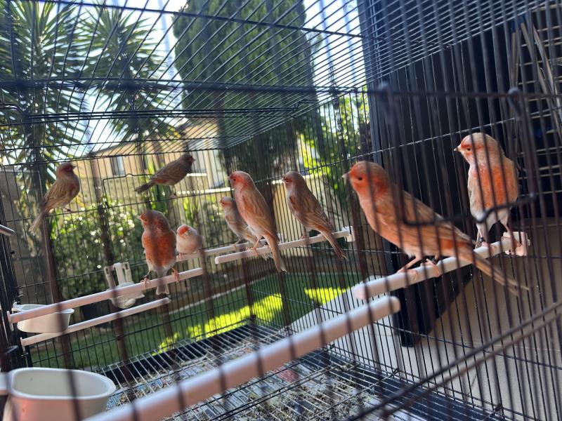 Canary birds