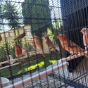 Canary birds