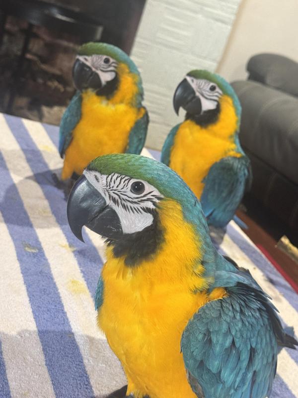 Hand reared Blue and gold macaws