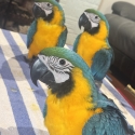Hand reared Blue and gold macaws