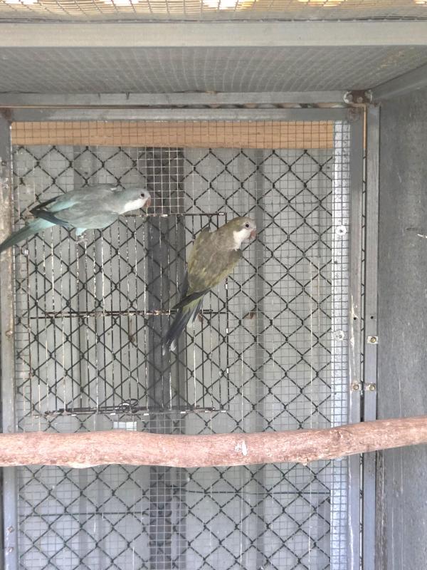 QUAKER PARROT MUTATIONS
