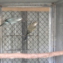 QUAKER PARROT MUTATIONS