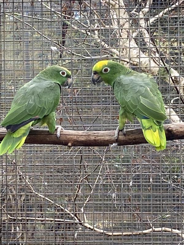 Yellow Crown Amazon Breeding Pair