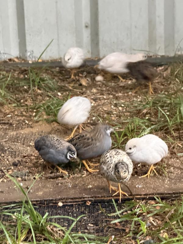 King quail's
