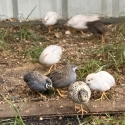 King quail's