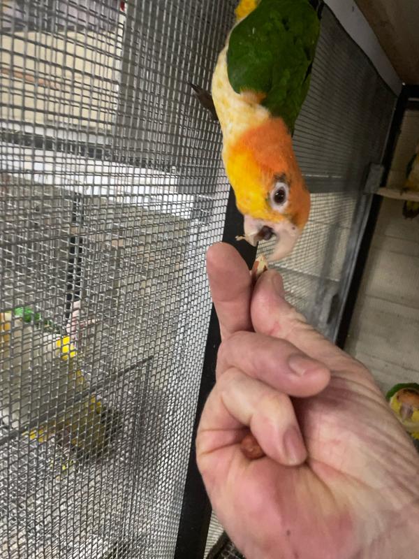 Hand raised white bellied caique