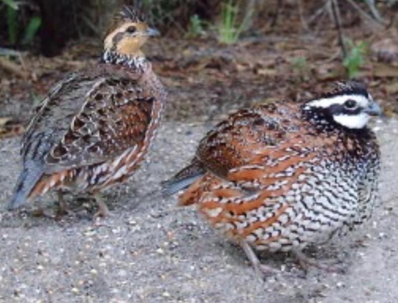 Bob white breeding pair
