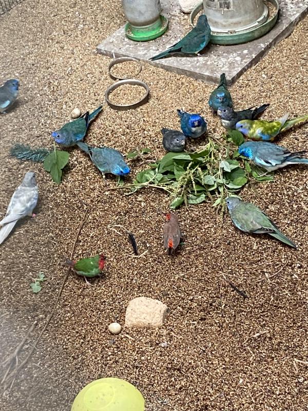 Scarlet mutations