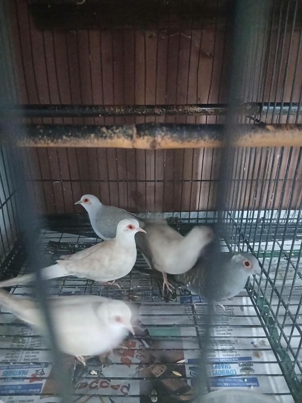 Young doves