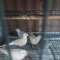 Young doves