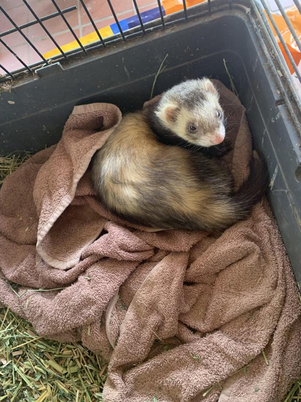 WANTED FEMALE FERRET