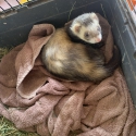 WANTED FEMALE FERRET