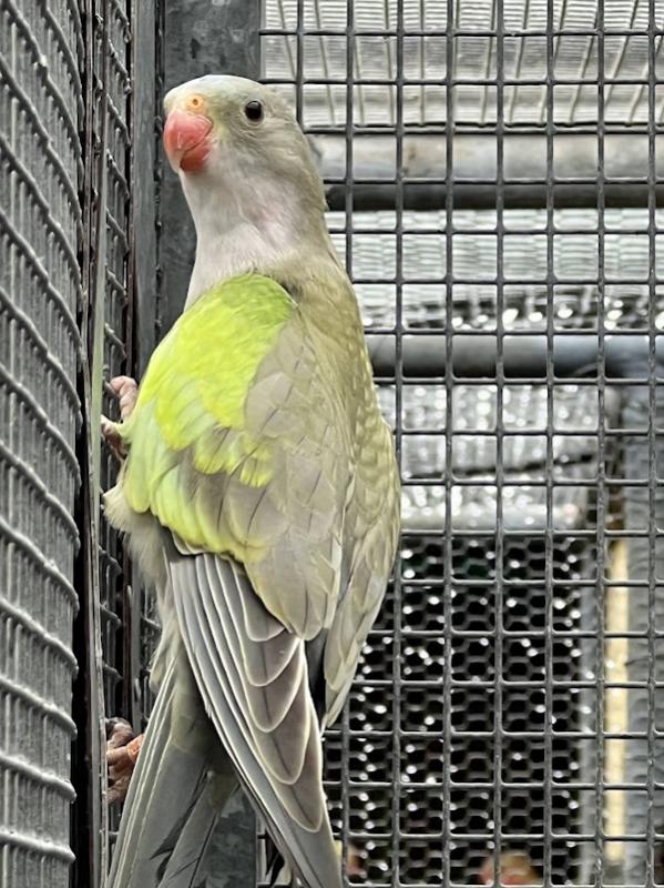 - PRINCESS   PARROT  -