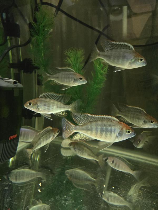 Red Cap Itungi Lethrinop Cichlid