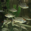 Red Cap Itungi Lethrinop Cichlid