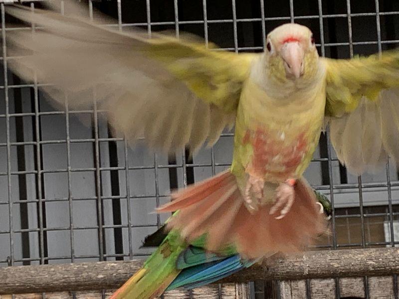 Fallow Maroon Bellied Conure Pair.
