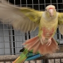 Fallow Maroon Bellied Conure Pair.