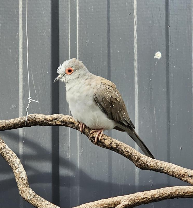 Diamond doves