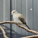Diamond doves