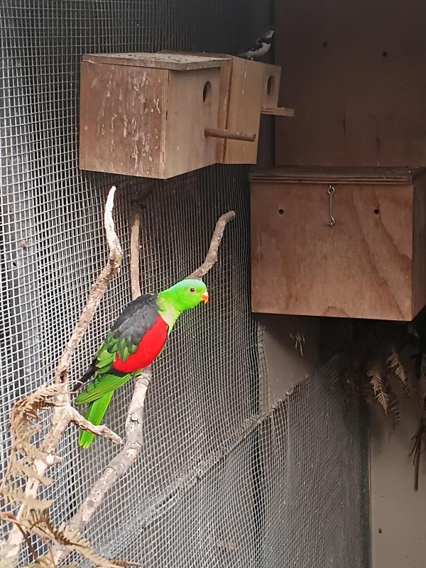 Red winged parrot cock, Yellow Streaked Lory