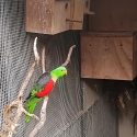 Red winged parrot cock, Yellow Streaked Lory