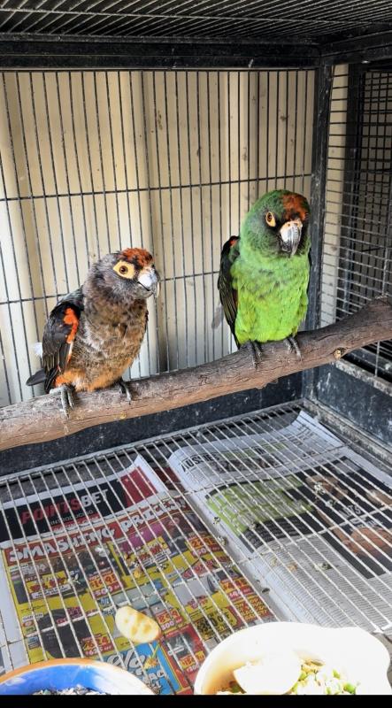 Jardine Parrots - Breeding pair
