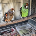 Jardine Parrots - Breeding pair