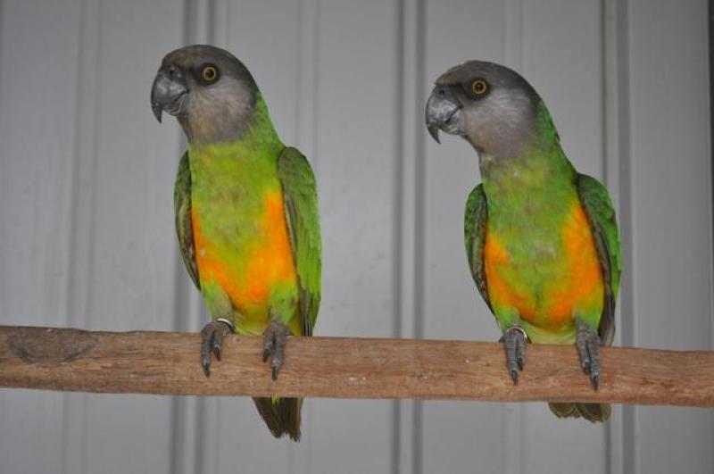 SENEGAL PARROTS