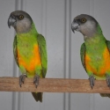 SENEGAL PARROTS