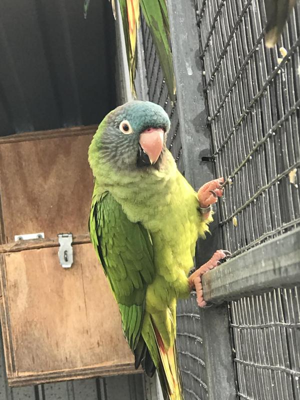 SHARPTAIL CONURE HEN
