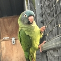 SHARPTAIL CONURE HEN