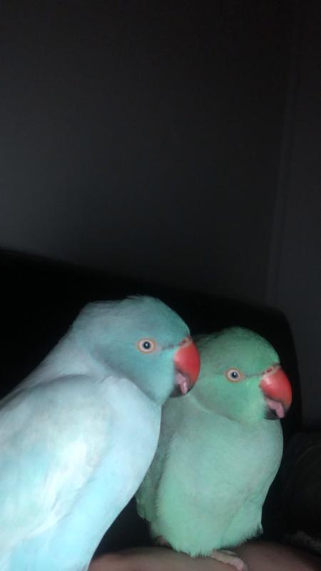 Two 1 year old male India Ringneck Parrots