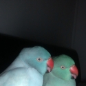 Two 1 year old male India Ringneck Parrots
