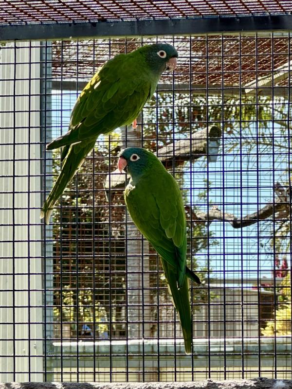 Blue crowned Conure (Sharptail)