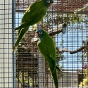 Blue crowned Conure (Sharptail)