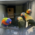 Split blue rainbow lorikeets
