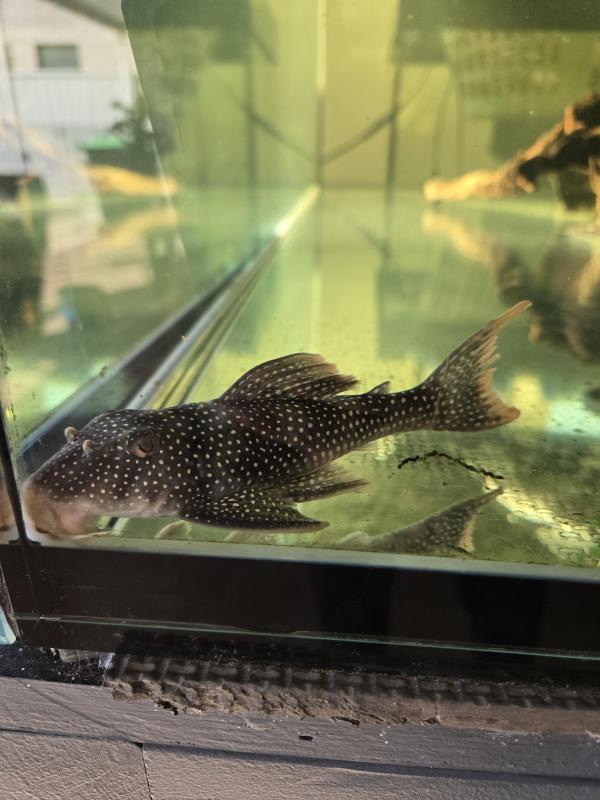 L014 SUNSHINE PLECOS