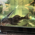 L014 SUNSHINE PLECOS